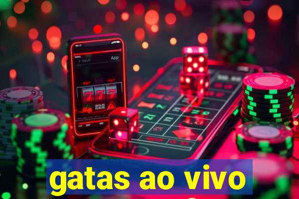 gatas ao vivo